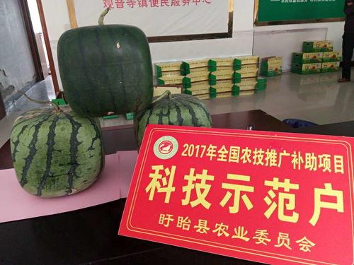 吃瓜功德佛,揭秘网络时代的“瓜田”文化现象